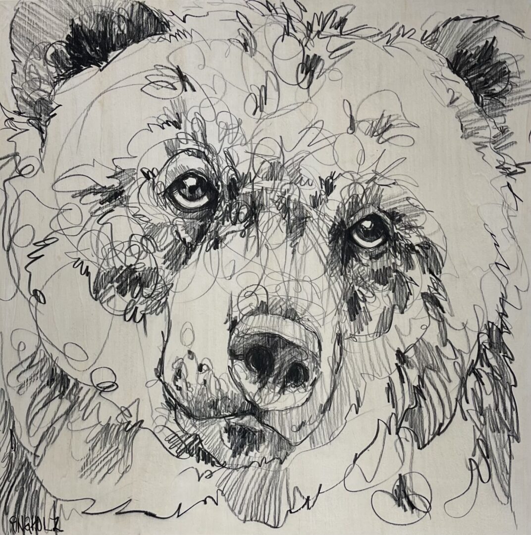 A drawing of a grizzly bear.
